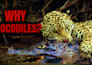 design dramatic animal and wildlife youtube thumbnails